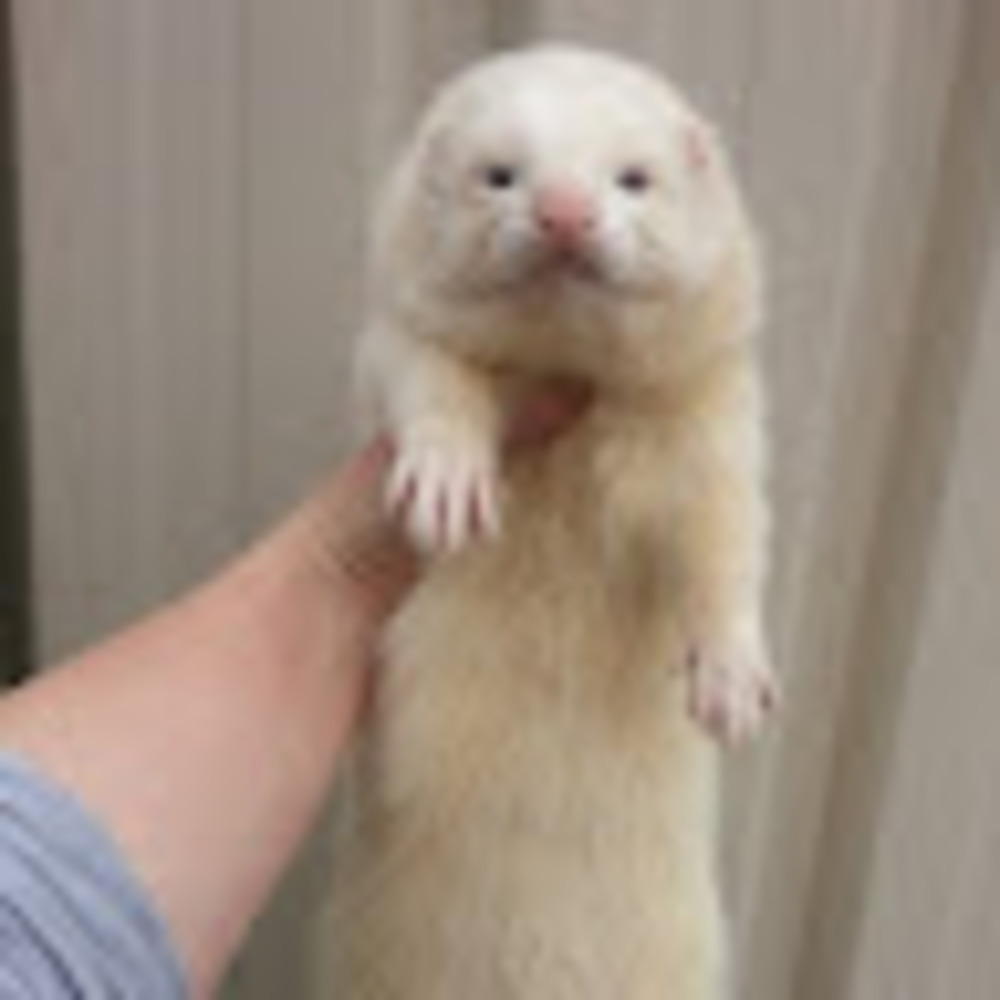 Meet your Posher, Alinda